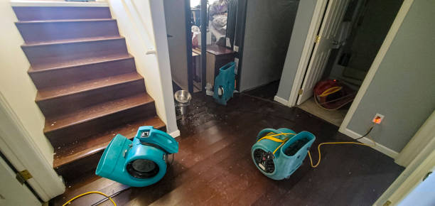 Best Local water damage restoration  in Underwood Petersville, AL